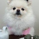 도토리 강아지 유치원 이미지