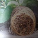 코리아히록스 이미지