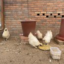 백봉파이프 이미지