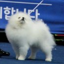 럭키켄넬 이미지