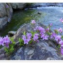 계곡이 있는 풍경 이미지