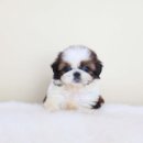 퍼피당강아지 안산본점 이미지