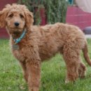 강아지랑 이미지