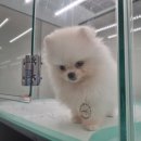 행복한 강아지 이미지