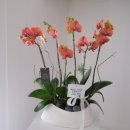 SK오렌지약국 이미지