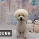 정쌤펫살롱 이미지