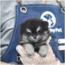 천안 강아지분양 도로시펫 이미지