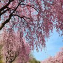 거창 수양벚꽃&금산 홍도화!! 이미지