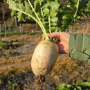 무석 농장 이미지