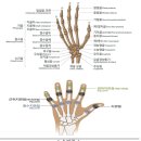 손가락의 장해[무배당 교보변액유니버셜보험[보장형]] 이미지