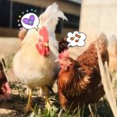 이순석농장 이미지