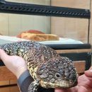 용용농장 | [경기 고양] 파충류샵 덕표내 방문후기