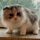 컴투펫 위탁보호센터 이미지