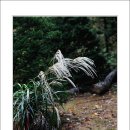 들꽃풍경 이미지