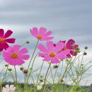 꽃보다아름다운당신 이미지