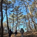 매가트리