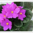 바이올렛 이미지