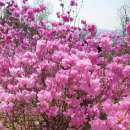 진달래약수터 이미지