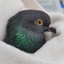 라파엘동물병원 이미지