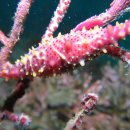 34. 고둥류 미기록종??(Phenacovolva rosea)~Rosy spindle cowry 이미지