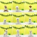 멍뭉이발소 이미지