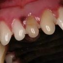 동물병원닥터스 이미지