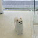 행복한애견미용실 이미지