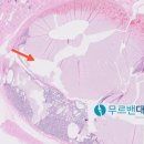 대치동물메디컬센터 이미지