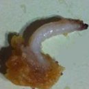 통께치킨 이미지