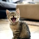 김포씨엘동물의료센터 | 김포동물병원 김포 씨엘동물의료센터 건강검진 후기