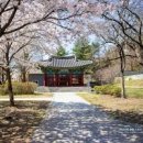 인천 강화도 벚꽃 명소 강화 고려궁지 산책로 아이와 인천 꽃구경 이미지