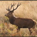 엘크사슴 이미지