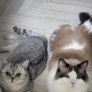 미뇽 캣 이미지