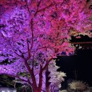 풍기인삼갈비 단 | 영주 풍기에서 봄맞이 여행