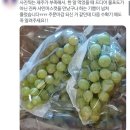 송샤인 | 샤인머스켓 후기