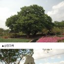 달성군 한정리 삼정자나무 이미지