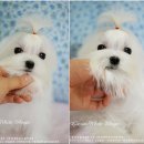 그리시아 화이트 매직 이미지