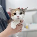 w고양이미용센터,호텔 이미지