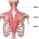 모조 피트니스 이미지