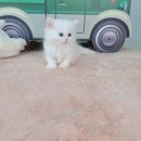 야옹아 멍멍해봐 탕정점 이미지