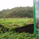 박종일농장 이미지