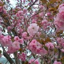 와룡산청룡사앞 이미지