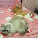 빠리안경 | 1월 일상 : 유기묘 봉사 • 첫 안경🤓 • 두쫀쿠 • 성수