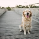 윤은채 재활 한방 동물병원 이미지