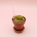 오지의 펫테이블 이미지