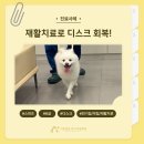 하안동물병원 | 하안동 동물병원 디스크 강아지 재활, 전기 침치료 사례