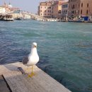 비산지오 이미지