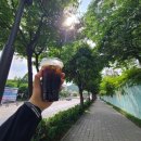 계산동 메타세콰이어 이미지