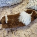 천사 애견 이미지