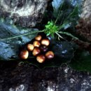 영풍 병산리 갈참나무 이미지